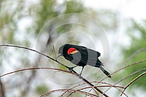 Red winged blackbird Agelaius phoeniceus perches on a tree