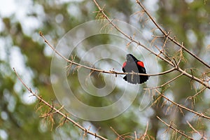Red-Winged Blackbird Agelaius phoeniceus singing in a tree