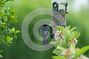 Red-winged blackbird (Agelaius phoeniceus) sitting on a bird feeder on a blurred background