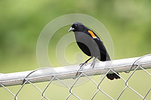 Red winged blackbird Agelaius phoeniceus sitting on the chain fence.