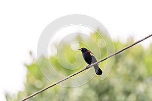 Red-winged Blackbird (Agelaius phoeniceus) taken in Costa Rica