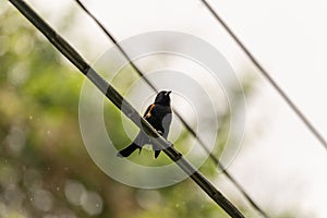 Red-winged Blackbird & x28;Agelaius phoeniceus& x29; taken in Costa Rica