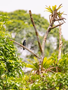 Red-winged Blackbird (Agelaius phoeniceus) taken in Costa Rica