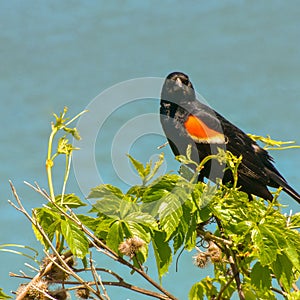 Red winged blackbird at Atwater park in Wisconsin