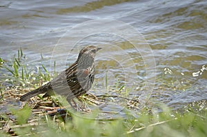 Red-winged blackbird bathing in a river
