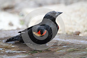 Red-winged Blackbird Bathing in a Shallow Pond