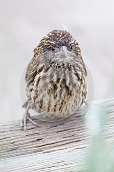 Red-winged blackbird bird