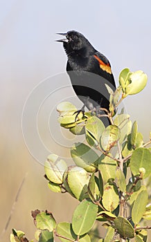 Red-winged Blackbird on bush