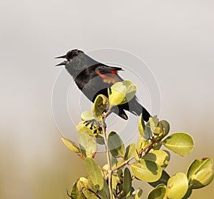 Red-winged Blackbird on bush