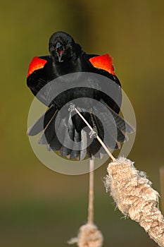 Red-winged Blackbird Call