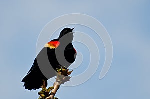 Red-Winged Blackbird Calling With a Trill