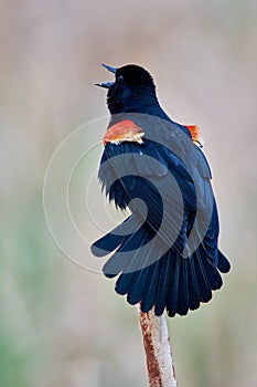 A Red Winged  Blackbird  calls out  looking  for a mate