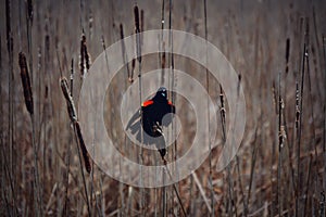 Red Winged Blackbird on Cattails