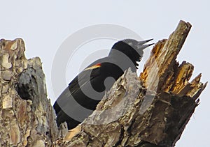 Red-winged Blackbird Chirping photo