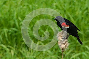 Red-winged Blackbird