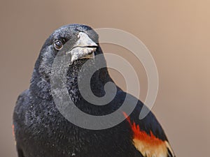 Red-winged blackbird closeup portrait - perched in the Minnesota Valley Wildlife Refuge