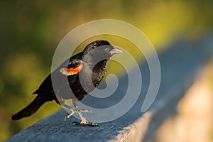 Red-winged blackbird closeup sitting on fence