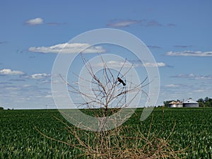 Red winged blackbird on a dead tree in the middle of a corn field