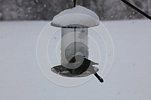 A Red Winged Blackbird eating at a birdfeeder during a winter snowstorm in Trevor, Wisconsin