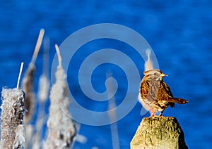 Red winged Blackbird Female