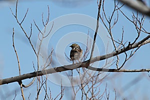 Red Winged Blackbird -- Female