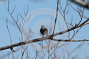 Red-Winged Blackbird -- Female