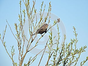 Red-Winged Blackbird Female Bird Perched on Tree Branches