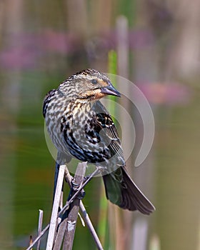 Red-Winged Blackbird Photo and Image. Female close-up front view, perched on a twig with colourful background in its environment photo