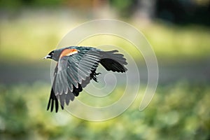 Red Winged Blackbird in flight