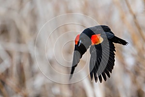 Red-winged blackbird flying