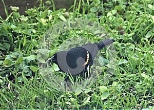 Red-Winged Blackbird Foraging in Backyard Grass