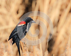 Red winged Blackbird in front of a Brown Backgound