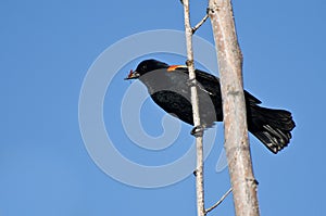 Red-Winged Blackbird Holding Captured Insect