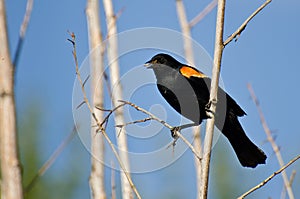 Red-Winged Blackbird Holding Captured Insect