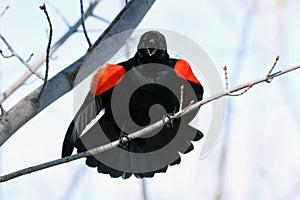 Red winged Blackbird holding its ground