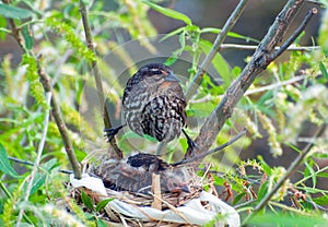 Red-winged blackbird hovers over babies