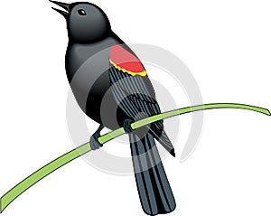 Red Winged Blackbird Illustration