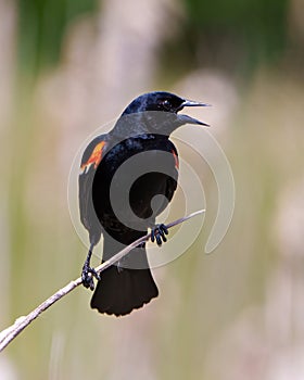 Red-winged Blackbird Image and Photo. Male close-up front side view, perched on a twig with blur green background in its photo