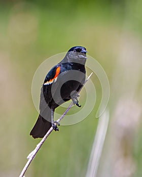 Red-winged Blackbird Image and Photo. Male close-up front side view, perched on a twig with blur green background in its photo