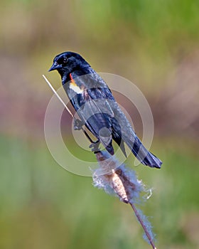 Red-winged Blackbird Image and Photo. Male close-up side view, perched on a cattail with colourful background in its environment