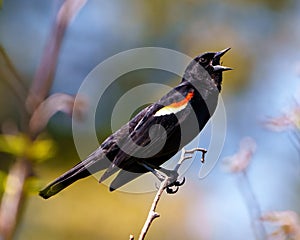 Red-winged Blackbird Image and Photo. Male close-up side view, perched on a twig with colourful background. Shouting. Singing. photo