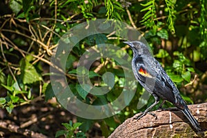 A Red Winged Blackbird in Laguna Atascosa NWR, Texas