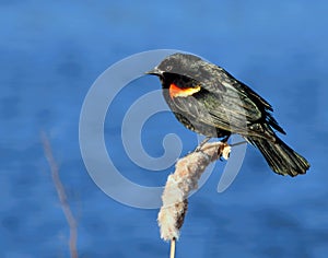 Red winged Blackbird on a Lake