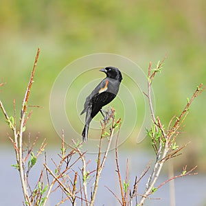 Red-winged Blackbird, male.