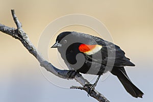 Red winged blackbird male