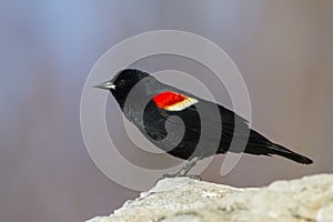 Red winged blackbird male