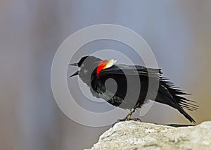 Red winged blackbird male