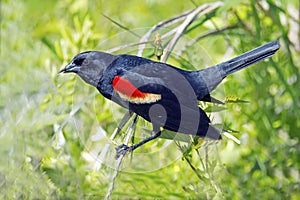 Red-winged Blackbird Male