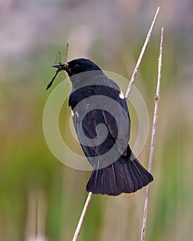 Red-Winged Blackbird Photo and Image. Male close-up rear view perched on twig with colourful background in its environment photo