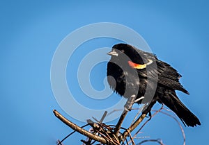 Red Winged Blackbird male perched on a branch has brilliant red, orange and yellow wing patch